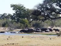Auf Safari in der Savuti Region