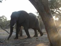 Safari im Moremi Game Reservat
