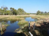 Safari im Moremi Game Reservat