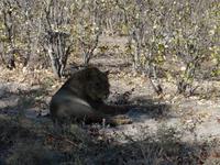 Auf Safari im Moremi Game Reservat