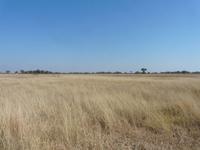 Auf Safari im Moremi Game Reservat