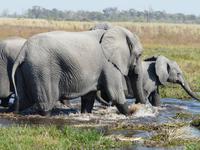 Auf Safari im Moremi Game Reservat