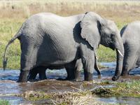 Auf Safari im Moremi Game Reservat