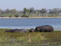 Auf Safari im Moremi Game Reservat
