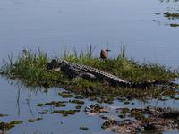 Auf Safari im Moremi Game Reservat