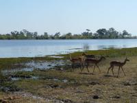 Auf Safari im Moremi Game Reservat