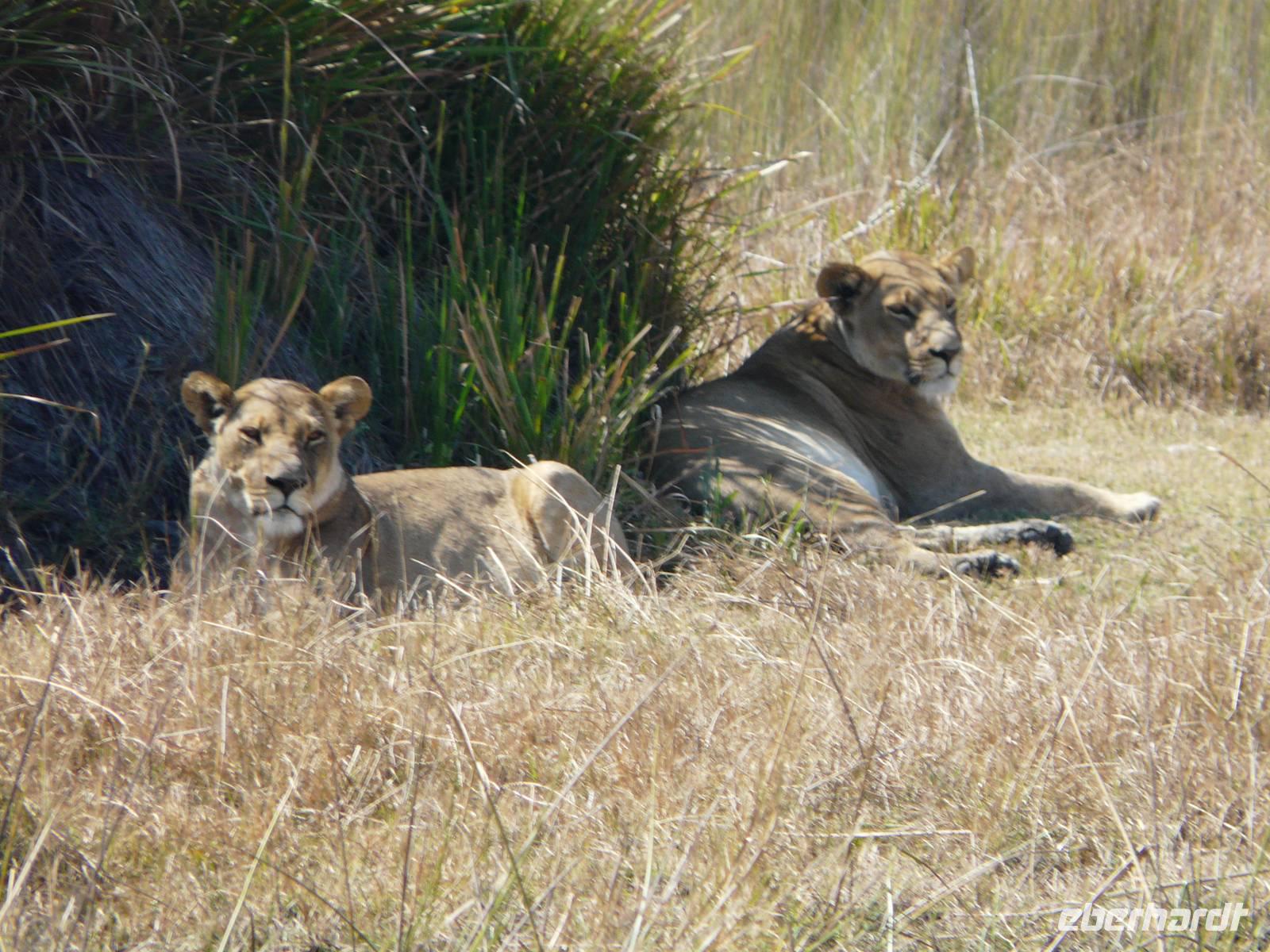 Auf Safari im Moremi Game Reservat