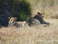 Auf Safari im Moremi Game Reservat