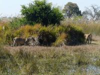 Auf Safari im Moremi Game Reservat