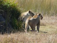 Auf Safari im Moremi Game Reservat