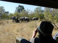 Auf Safari im Moremi Game Reservat