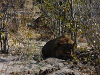 Auf Safari im Moremi Game Reservat