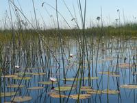 Mokoro-Fahrt auf einem Nebenarm des Okavangos