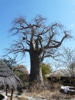 Auf dem Weg nach Nata - Baobab Lodge