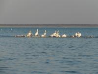 In den Makgadikgadi Salzpfannen
