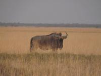 In den Makgadikgadi Salzpfannen