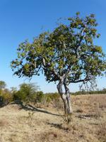 Im Hwange Nationalpark