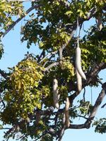 Im Hwange Nationalpark