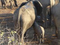 Im Hwange Nationalpark