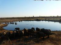 Im Hwange Nationalpark