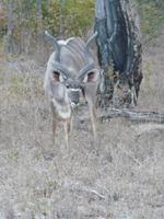 Im Hwange Nationalpark