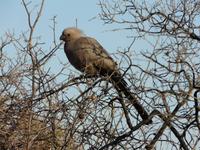 Im Hwange Nationalpark