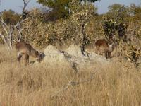 Im Hwange Nationalpark