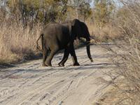 Im Hwange Nationalpark