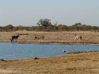 Im Hwange Nationalpark