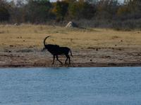 Im Hwange Nationalpark