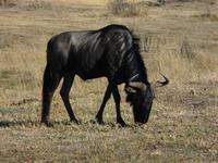 Im Hwange Nationalpark