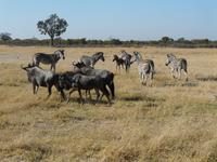 Im Hwange Nationalpark