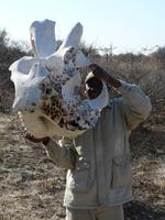 Im Hwange Nationalpark