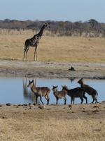 Im Hwange Nationalpark