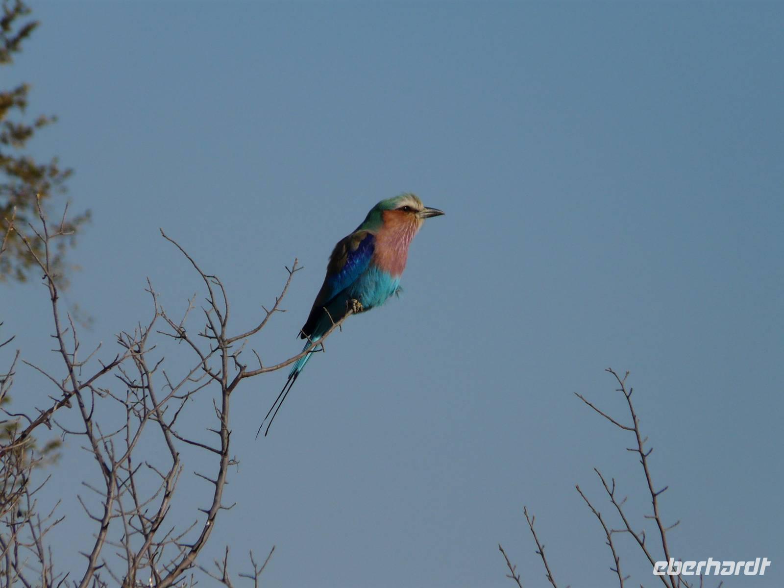 Im Hwange Nationalpark