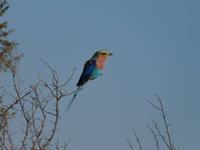 Im Hwange Nationalpark