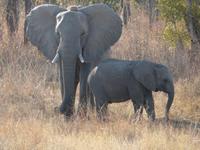 Im Hwange Nationalpark