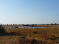Im Hwange Nationalpark