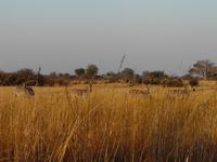 Im Hwange Nationalpark
