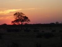 Im Hwange Nationalpark