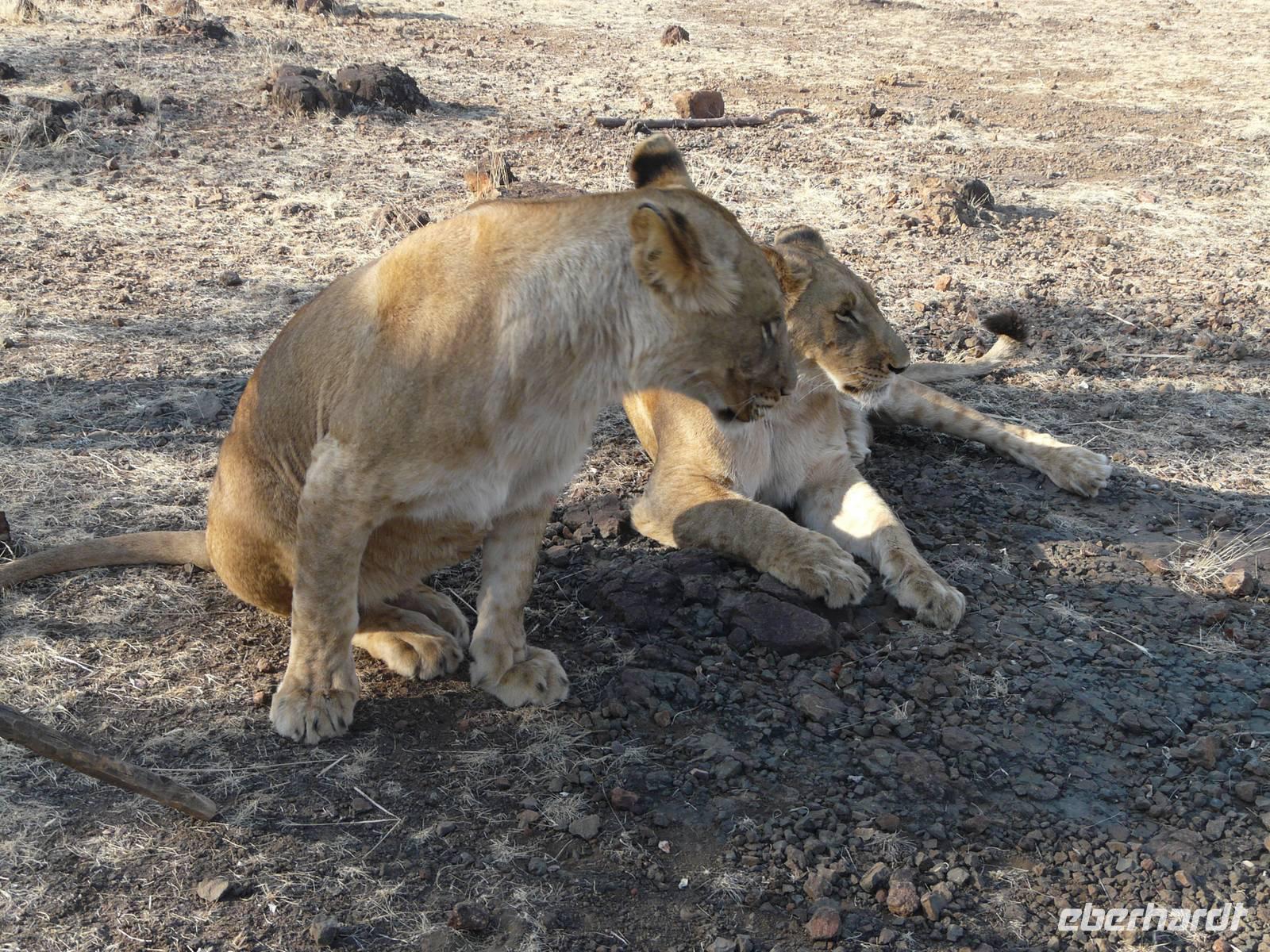 Spaziergang mit den Löwen