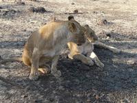 Spaziergang mit den Löwen