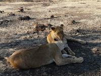 Spaziergang mit den Löwen