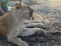 Spaziergang mit den Löwen