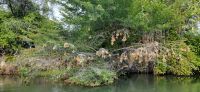 108 Webervogelnester und Leberwurstbaum