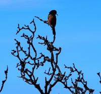 das Motiv: ein bunter Vogel