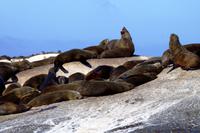 Robbeninsel bei Hout Bay