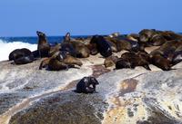 Robbeninsel bei Hout Bay