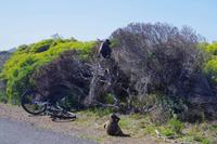 Baboons on bicycle