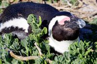 Pinguine am Boulders Beach